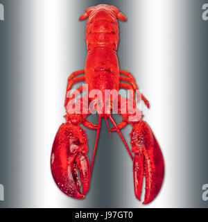 Bright red lobster, in full size, isolated against the silver colored background Stock Photo