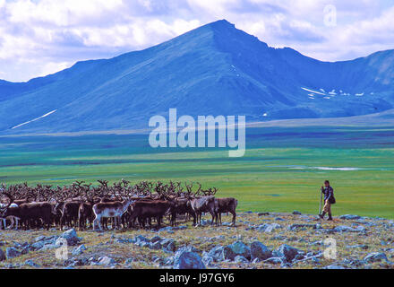 Nomadic Chukchi reindeer herders' encampment on the Chukchi or Chukotka Peninsula, in the Russian Far East. Boy herding reindeer. Stock Photo