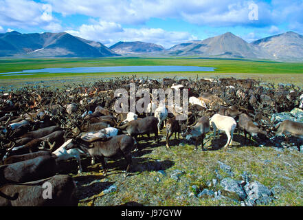 Nomadic Chukchi reindeer herd on the Chukchi or Chukotka Peninsula, in the Russian Far East. Stock Photo