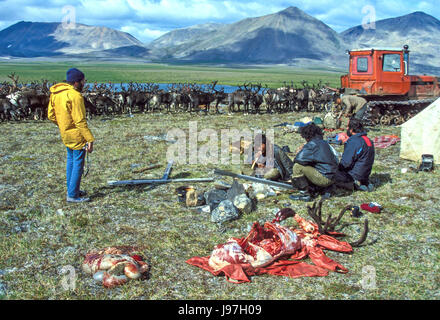 Preparing to roast a reindeer for guests at a nomadic Chukchi reindeer herders' yurt encampment on the Chukchi or Chukotka Peninsula, in the Russian F Stock Photo