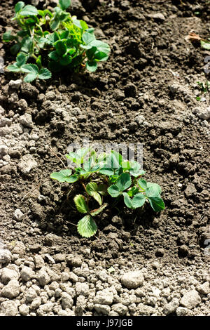 Young strawberry plant in spring Stock Photo