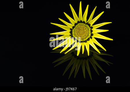 A single solitary gazania flower head reflected on a dark surface and dark background. Stock Photo