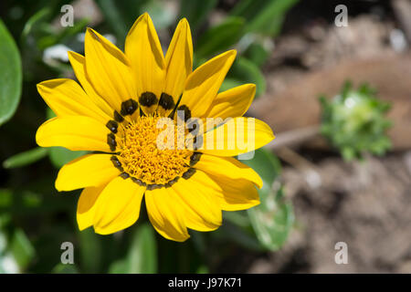 A single yellow Gazania Rigens Flower, in it's natural garden bed setting. Native to South Africa. Stock Photo