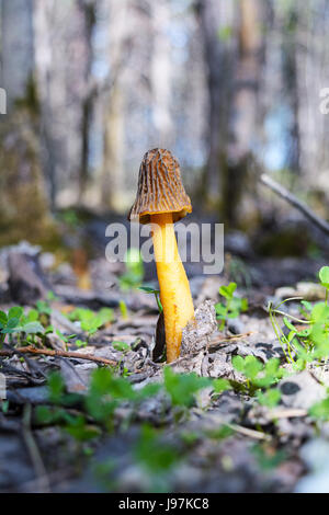 Black morel  edible mushroom growing in the grass. Morchella conica. Stock Photo