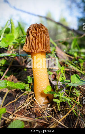 Black morel mushroom in the spring forest. Morchella conica. Stock Photo