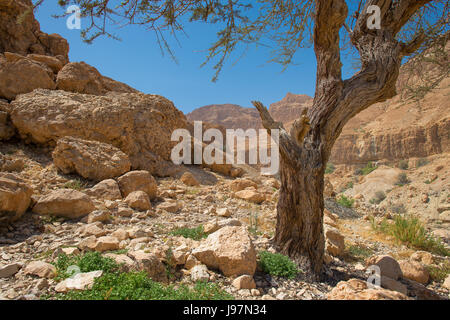 En Gedi Desert Oasis On the western shore of the Dead Sea in Israel in spring Stock Photo