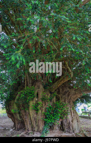 France, Calvados, Estry, yew Millennium beside the church in the cemetery Stock Photo