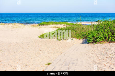 Wild roses are taking over some parts of the beach. Wooden walkway leads towards spreading rose shrubbery in the sand. Stock Photo