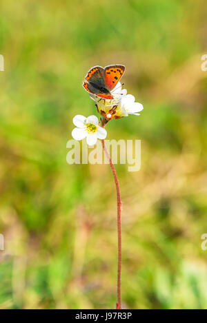 Small copper (Lycaena phlaeas) butterfly, aka American or common copper, on meadow saxifrage (Saxifraga granulate) flower. Stock Photo