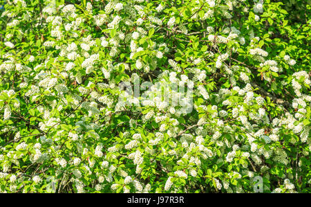 Prunus padus, aka bird cherry, hackberry, hagberry, or mayday tree in full bloom. Stock Photo