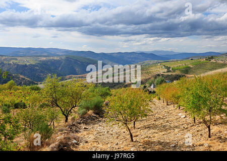 Almond trees near Figueira de Castelo Rodrigo. Beira Alta plateau, Portugal Stock Photo