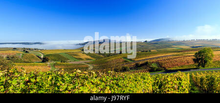 France, Cher, Sancerre, the little town  on the hill and the vineyard (Sancerre AOC) in autumn, morning fog Stock Photo