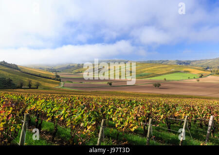 France, Cher, Sancerre, vineyard (Sancerre AOC) in autumn towards Amigny and morning mist Stock Photo