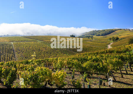 France, Cher, Sancerre, Chavignol hamlet or village, vineyard (Sancerre AOC) in autumn and morning mist Stock Photo