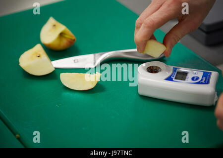 checking the quality of fruit before in supermarket quality control juicy testing. Stock Photo
