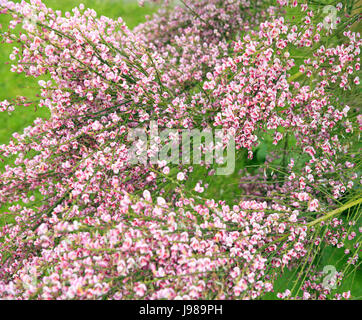 Pink Cytisus (Broom) Bush Stock Photo