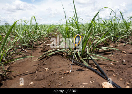 soil meter for measured 4 indicator in the soil including PH, Lux meter, temperature, Moisture in the sugarcane field which use dripping irrigation wa Stock Photo