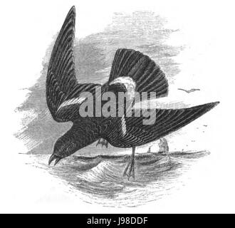 Natural History, Birds   Wilson's Petrel Stock Photo