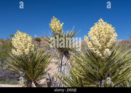Large white yucca blossoms in Joshua Tree National Park, California, USA. Stock Photo