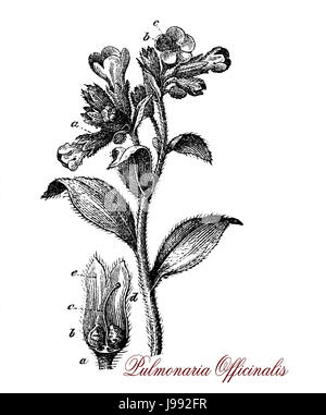 Vintage illustration of Pulmonaria officinalis, perennial plant with purple flowers cultivated as herbal medicine since Middle Ages Stock Photo