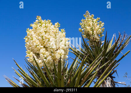 Large white yucca blossoms in Joshua Tree National Park, California, USA. Stock Photo