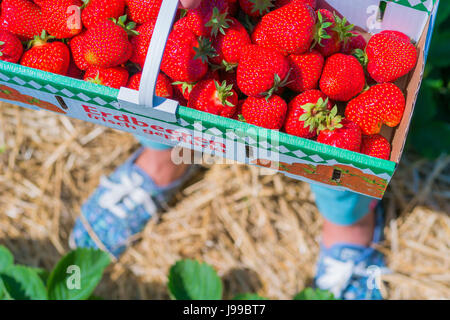 Woman holding carton box basket with delicious fresh picked strawberry. Top shot. Blue blurred sneakers in background Stock Photo