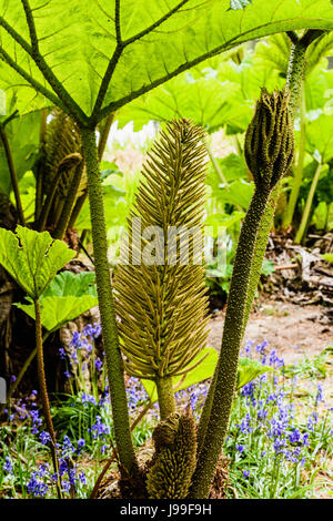 Flower spike of a gunnera plant during spring when it is green and unfertilised. Stock Photo