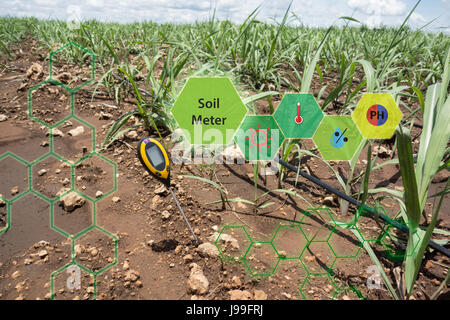 soil meter for measured 4 indicator in the soil including PH, Lux meter, temperature, Moisture in the sugarcane field which use dripping irrigation wa Stock Photo