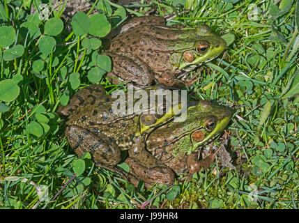Green Frog (Rana clamitans or Lithobates clamitans), E USA Stock Photo