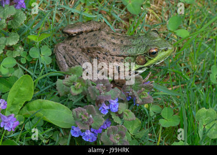 Green Frog (Rana clamitans or Lithobates clamitans), E USA Stock Photo