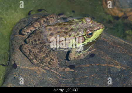 Green Frog (Lithobates clamitans) resting on rock in pond, E USA Stock Photo