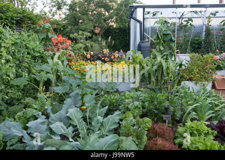 Edible crops of swiss chard, carrots, onions, cabbage, dahlias, nasurtium, corn and pak choi in The Chris Evans Taste Garden, an allotment style garde Stock Photo