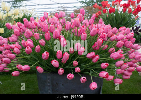 Tulip 'Renown', a tin bucket of bright pink tulips on the Blom's Bulbs stand in the marquee at the RHS Chelsea Flower Show 2017, London, UK Stock Photo
