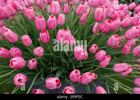 Tulip 'Renown', a tin bucket of bright pink tulips on the Blom's Bulbs stand in the marquee at the RHS Chelsea Flower Show 2017, London, UK Stock Photo
