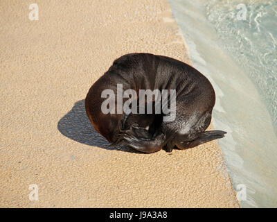 mammals, crawl, sea lion, animal, mammal, brown, brownish, brunette, hunter, Stock Photo