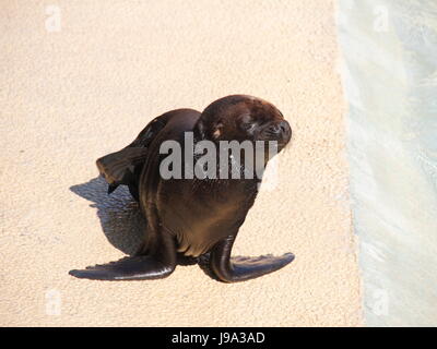 mammals, crawl, sea lion, animal, mammal, brown, brownish, brunette, hunter, Stock Photo