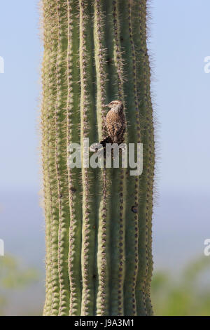 Cactus wren (Campylorhynchus brunneicapillus) on saguaro cactus. (Carnegiea gigantean) Stock Photo