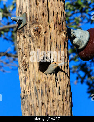 Gilded Flicker (Colaptes chrysoides) nesting in a cavity in a telephone pole. Stock Photo