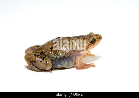 Great Plains Narrow-mouth Toad -- Gastrophryne olivacea, profile on white background Stock Photo