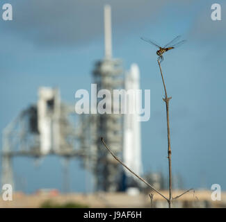 A dragonfly is seen near the SpaceX Falcon 9 rocket, with the Dragon spacecraft onboard, at Launch Complex 39A at NASA's Kennedy Space Center in Cape Canaveral, Florida, Thursday, June 1, 2017. Dragon is carrying almost 6,000 pounds of science research, crew supplies and hardware to the International Space Station in support of the Expedition 52 and 53 crew members. The unpressurized trunk of the spacecraft also will transport solar panels, tools for Earth-observation and equipment to study neutron stars. This will be the 100th launch, and sixth SpaceX launch, from this pad. Previous launches Stock Photo