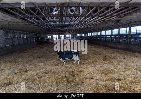 FILE - File picture dated 25 October 2016 showing one of the last dairy cows standing in the spacious stables of the Cramonshagen cattle raisers community in Boken near to Schwerin, Germany. This picture by Zentralbild photgrapher Jens Buttner won the 1st place in the Economy category of the dpa-foto competition 'Picture of the year 2016'. The dpa (German Press Agency) has awarded prizes for its 'Picture of the Year' for the 16th year. An independent jury awards prizes for the top pictures by the dpa's foto service. Photo: Jens Büttner/dpa-Zentralbild/dpa Stock Photo