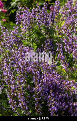 Common sage in flower, Salvia officinalis, which is used in many herbal remedies, and has purple blue flowers in early summer Stock Photo