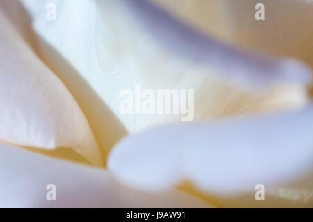 Close up of white flower petal, teal, soft dreamy image
