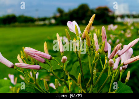 morning glory flowers on morning Glory Tree or Ipomoea Carnea Jacq Stock Photo