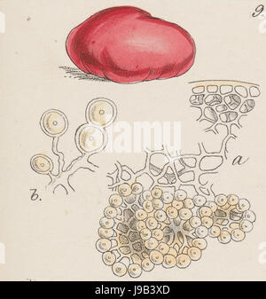 Paurocotylis pila   The botany of the Antarctic Voyage II   Pt. 2   Pl. CV, fig. 9 Stock Photo