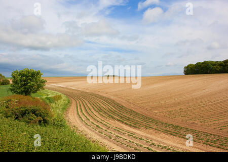 lines and patterns in a hilly chalky field with woodland in the yorkshire wolds in summer Stock Photo