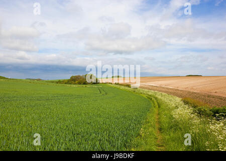 a country footpath in the scenic yorkshire wolds with a small copse and wheat field under a blue cloudy sky in summer Stock Photo