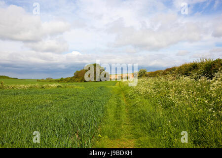 a scenic bridleway with a small woodland copse near a wheat crop in the yorkshire wolds under a blue cloudy sky in summer Stock Photo