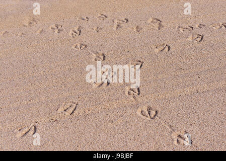 Footprints of seagulls on wet sand of Mediterranean coast in sunny day Stock Photo