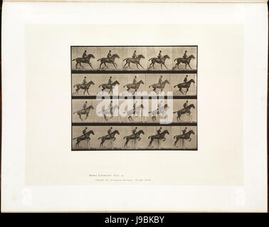 Muybridge horse jumping 1 Stock Photo